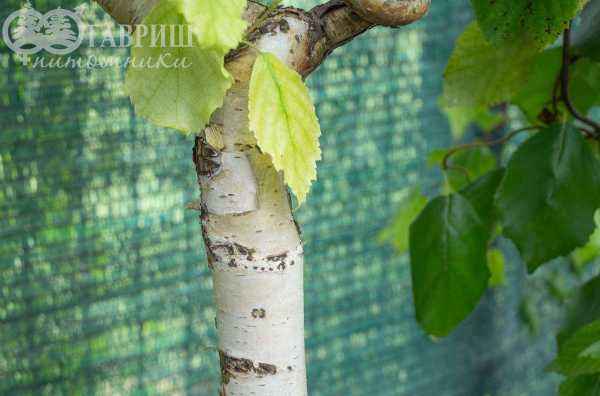 Саженцы береза бородавчатая spider alley