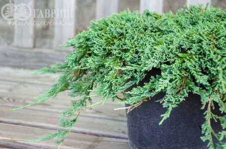 Купить можжевельник горизонтальный pancake деревья и растения