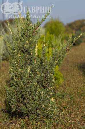 Купить можжевельник казацкий variegata деревья и растения