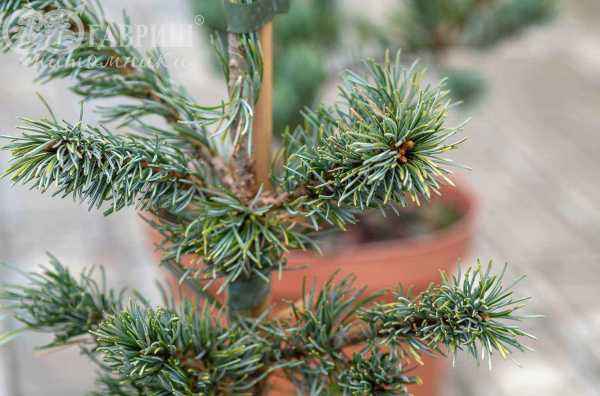 Купить сосна мелкоцветковая shizukagoten деревья и растения