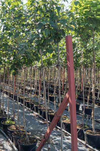 Саженцы клён остролистный