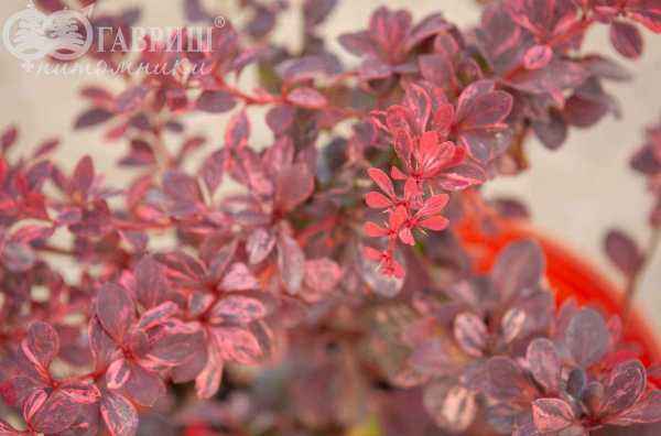 саженцы Барбарис Тунберга Rose Glow