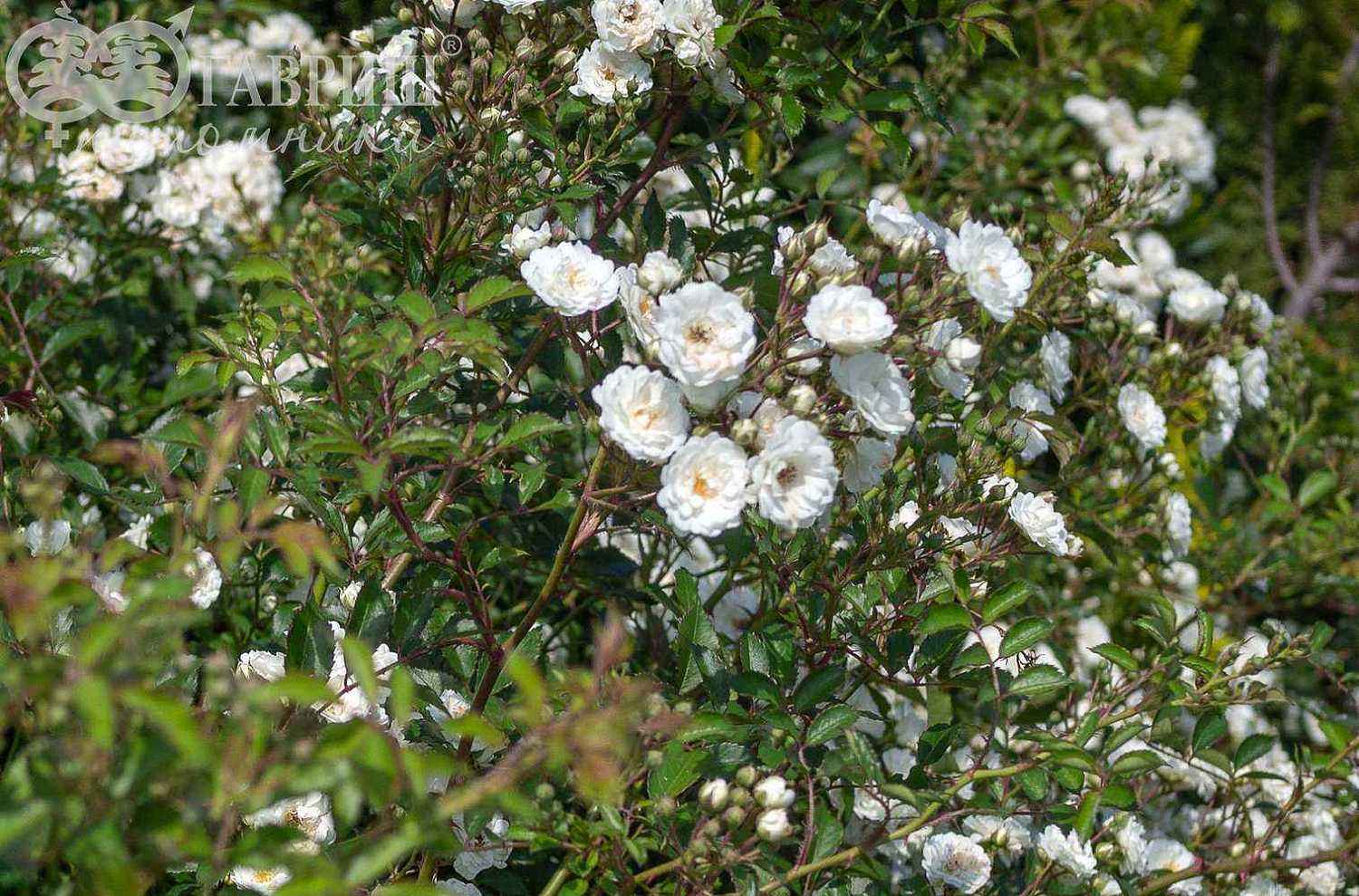 Роза миниатюрная White