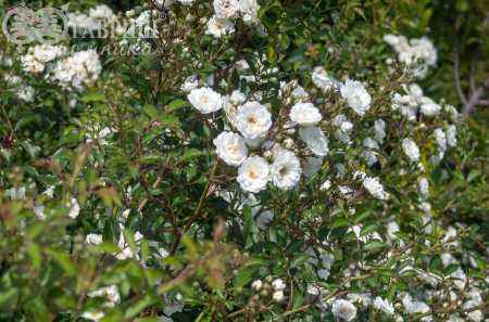 саженцы Роза миниатюрная White