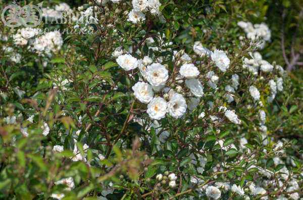 саженцы Роза миниатюрная White