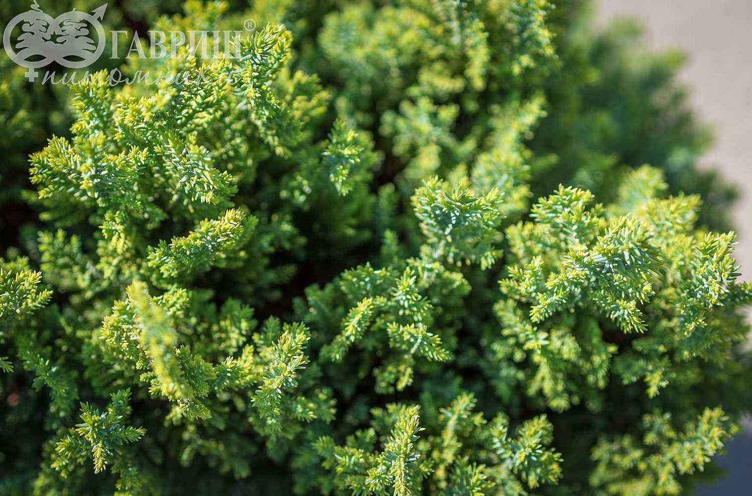 Кипарисовик Лавсона Stewartii