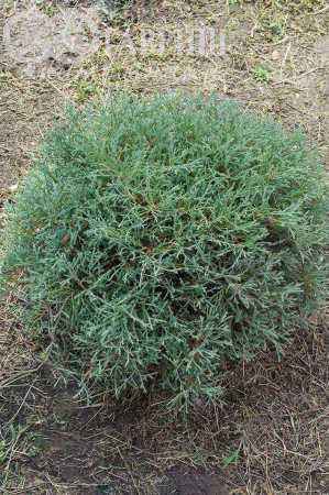 Купить туя западная mr.bowling ball деревья и растения