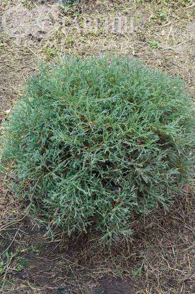 Купить туя западная mr.bowling ball деревья и растения