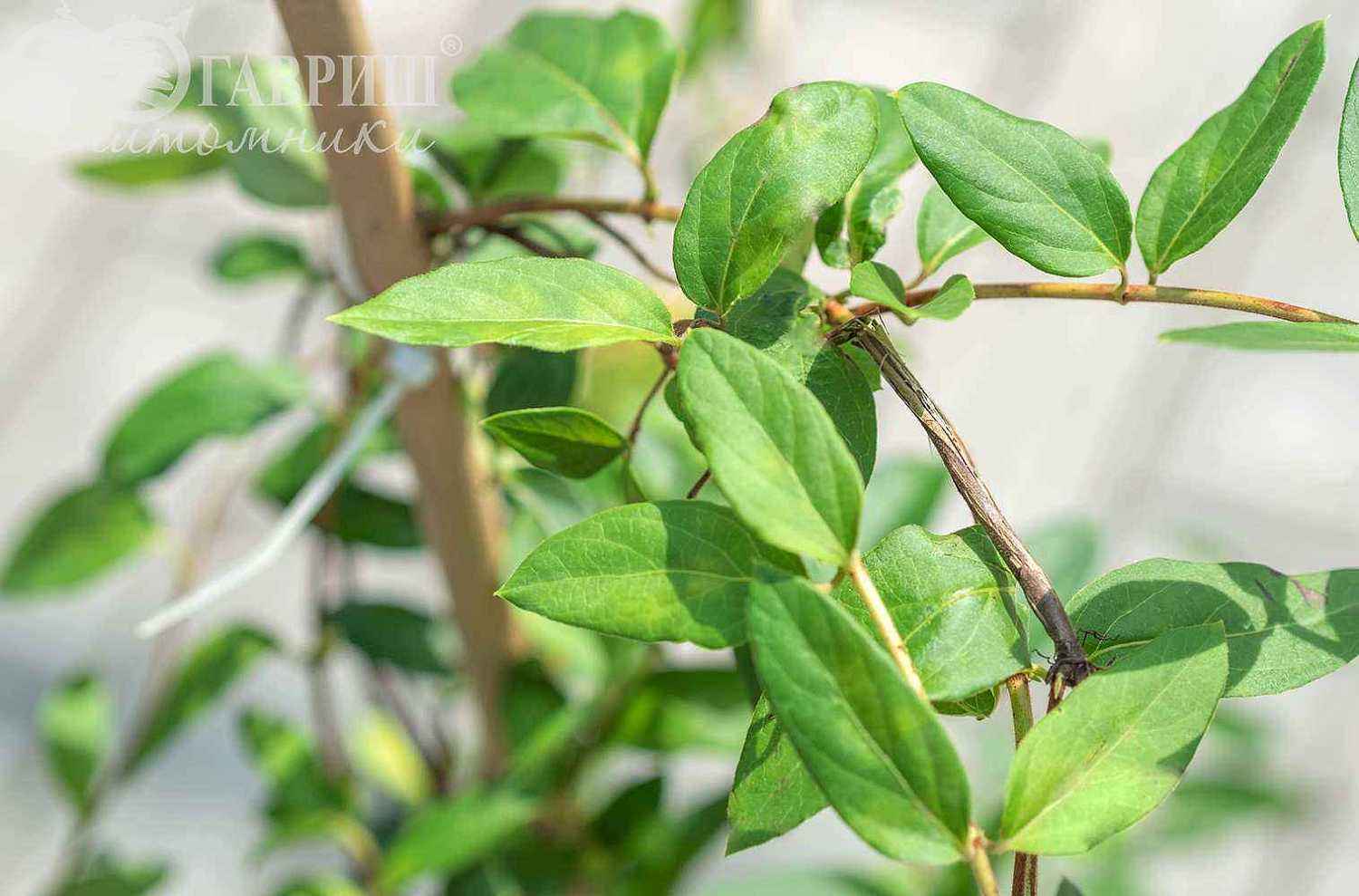 Жимолость японская American Beauty