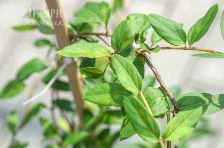 саженцы Жимолость японская American Beauty