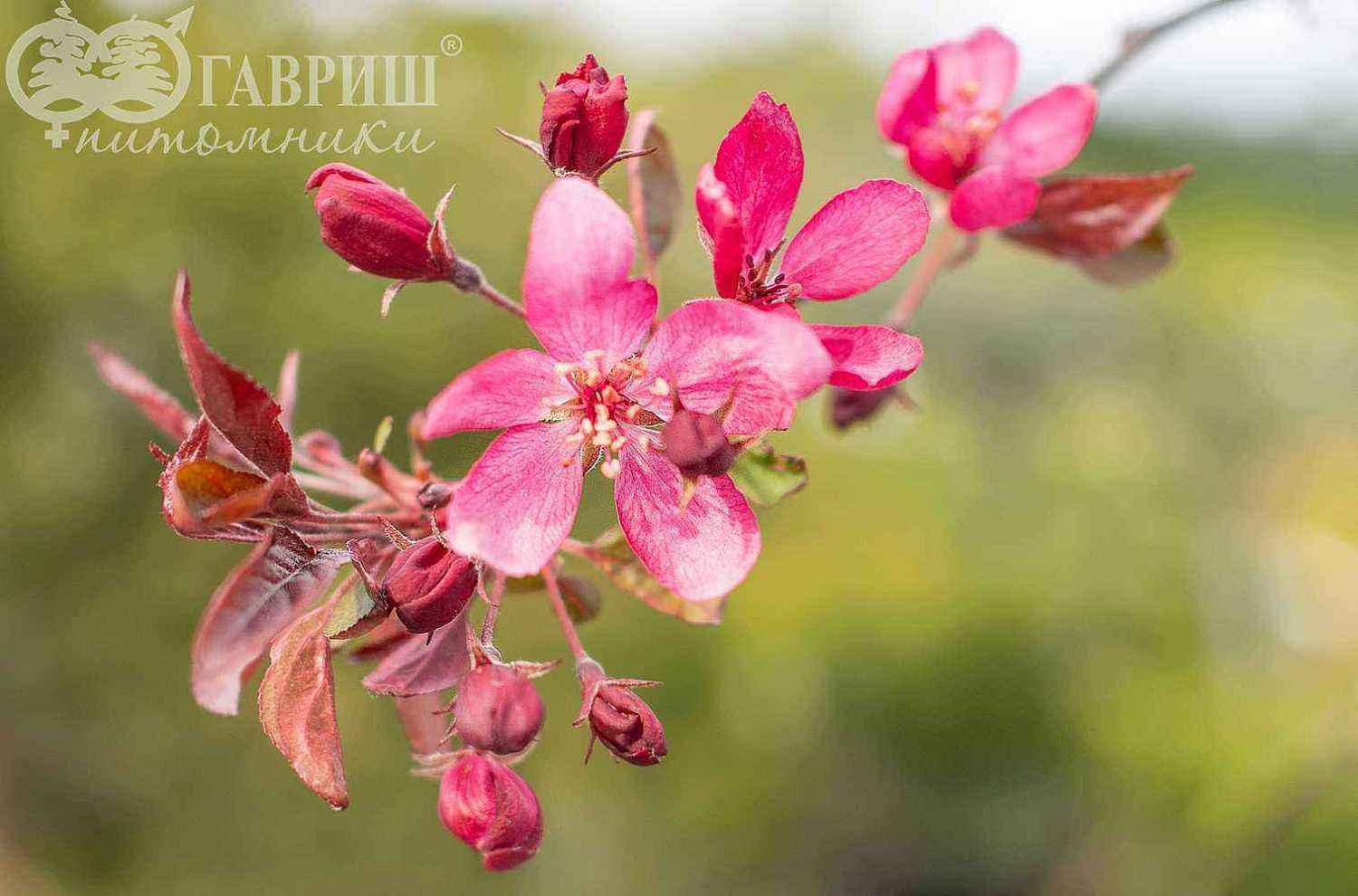 Яблоня Royal Beauty