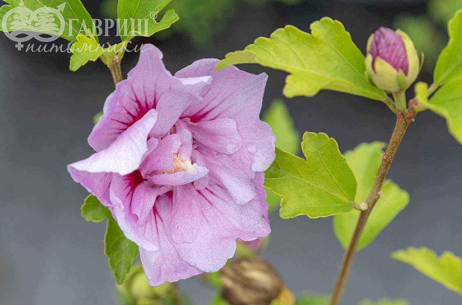 Гибискус сирийский Lavender Chiffon