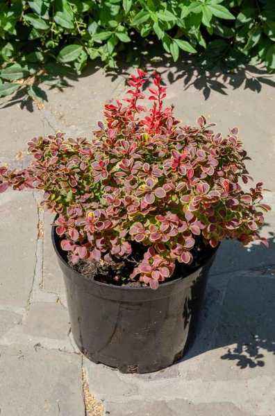 саженцы Барбарис Тунберга Admiration