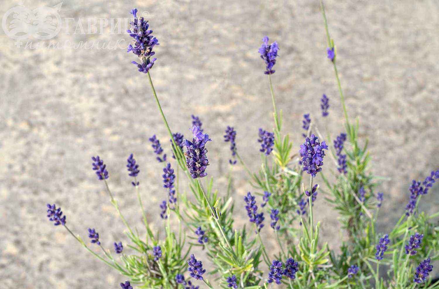 Лаванда узколистная Hidcote (Hidcote Blue)