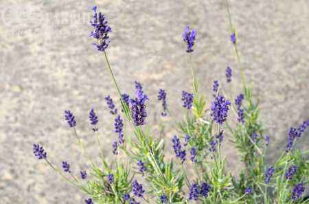саженцы Лаванда узколистная Hidcote (Hidcote Blue)