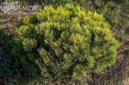 Купить сосна горная ophir деревья и растения