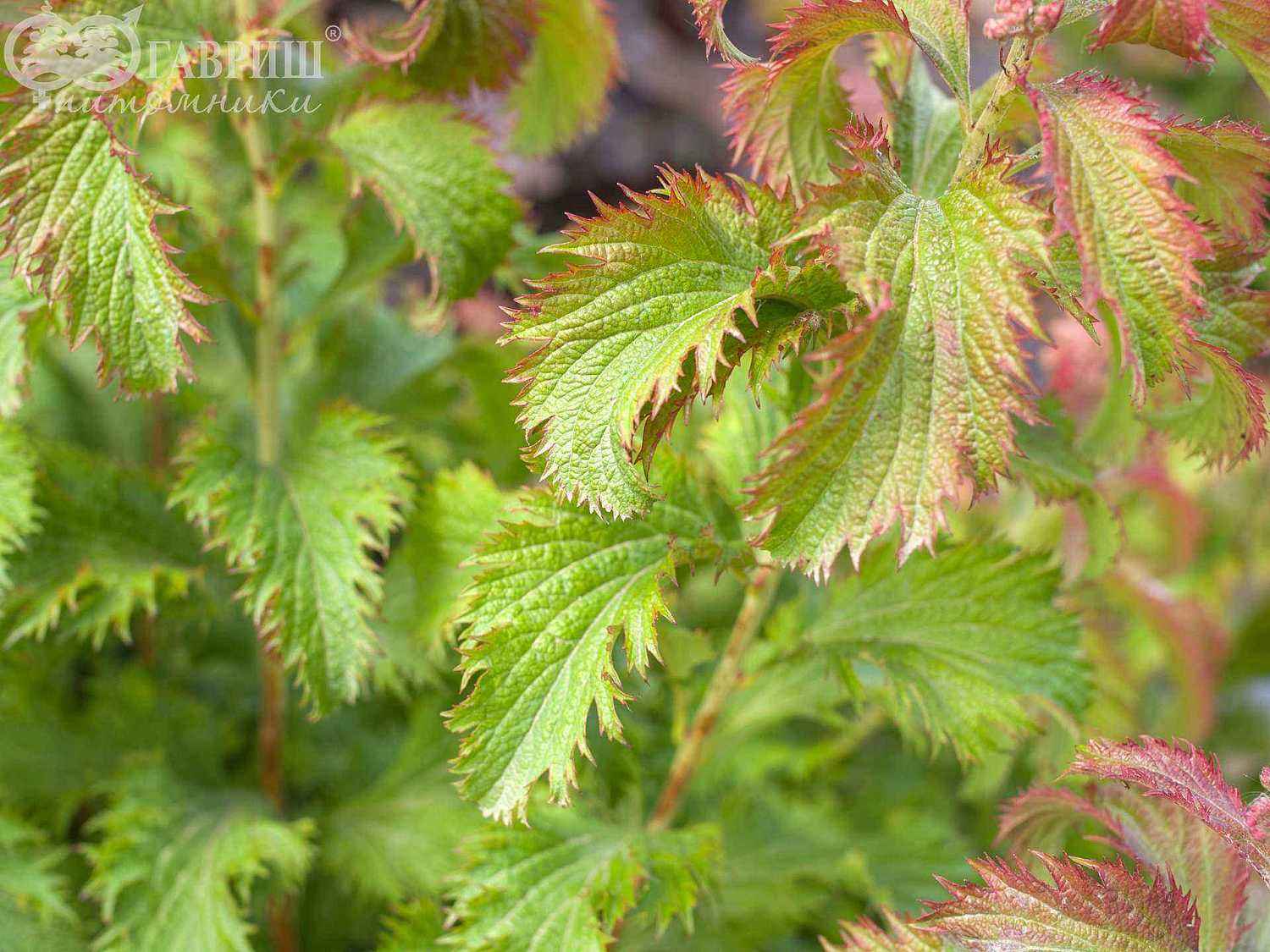 Спирея японская Crispa