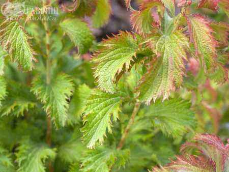 саженцы Спирея японская Crispa