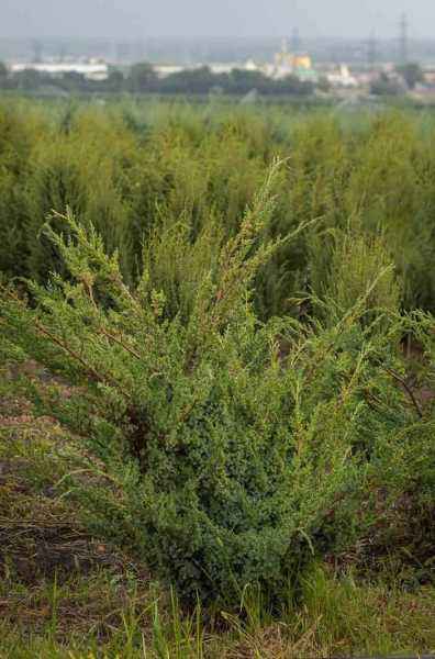Купить можжевельник китайский blue alps деревья и растения