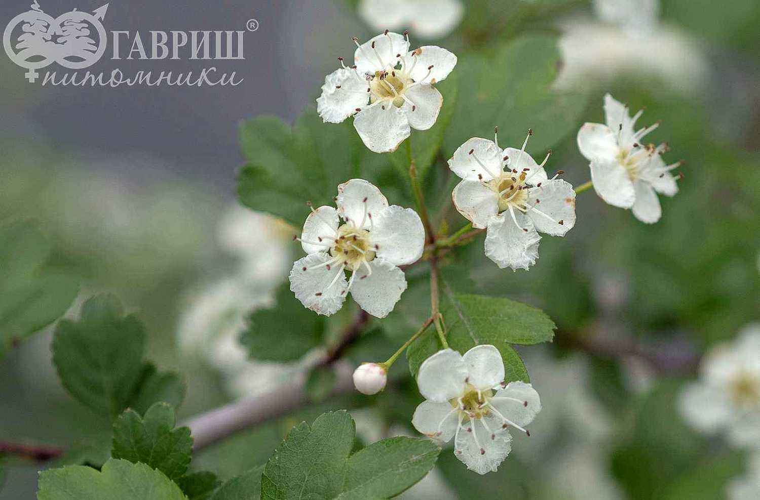 Боярышник обыкновенный (колючий)