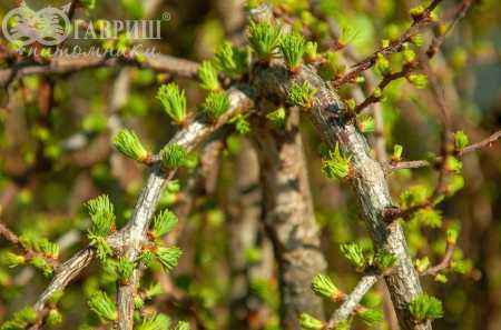 Купить лиственница японская stiff weeper деревья и растения