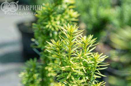 Купить тис ягодный david деревья и растения