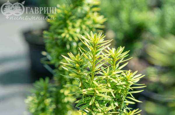 Купить тис ягодный david деревья и растения