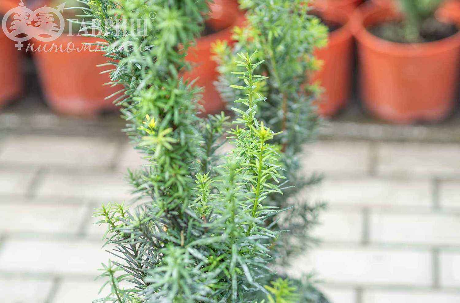 Тис средний Hicksii