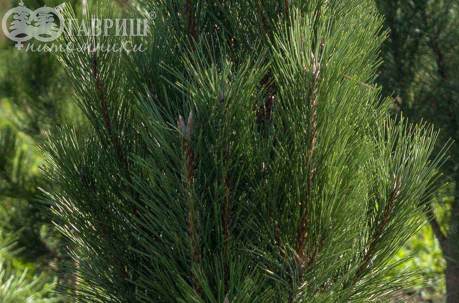 Сосна черная Green Tower