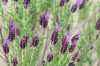 саженцы Лаванда узколистная  Victory