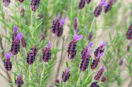 саженцы Лаванда узколистная  Victory