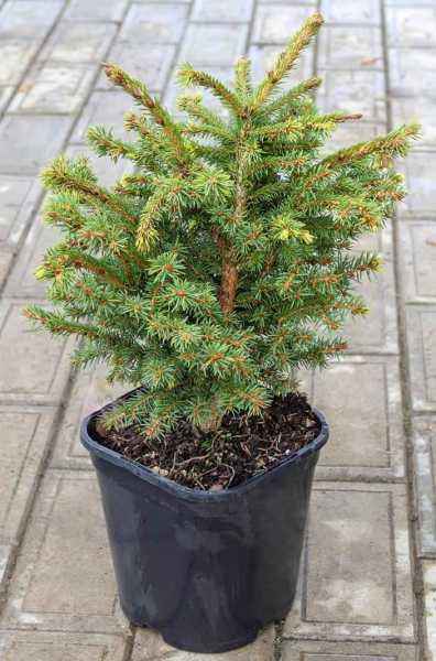 Купить ель обыкновенная brabant деревья и растения