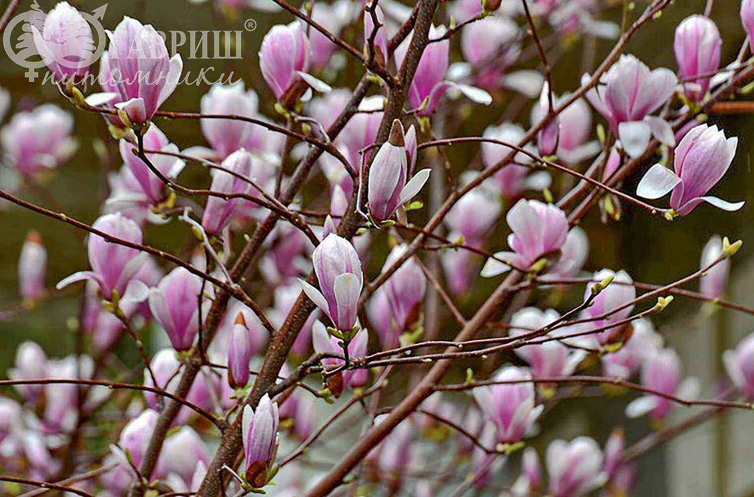 Магнолия x soulangeana Alexandrina