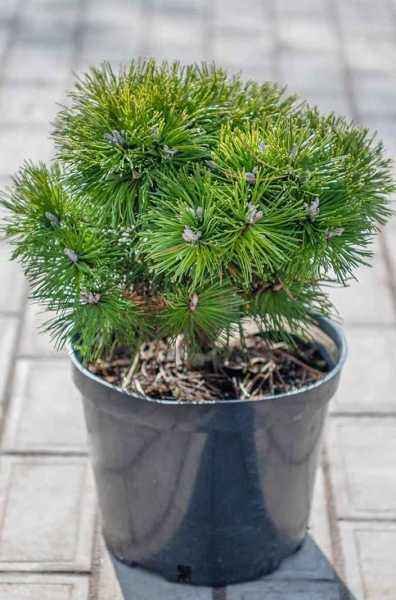 Купить сосна горная benjamin деревья и растения