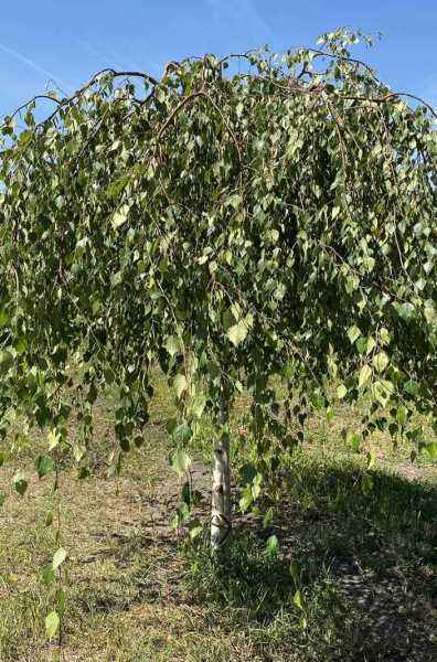 Саженцы береза плакучая youngii