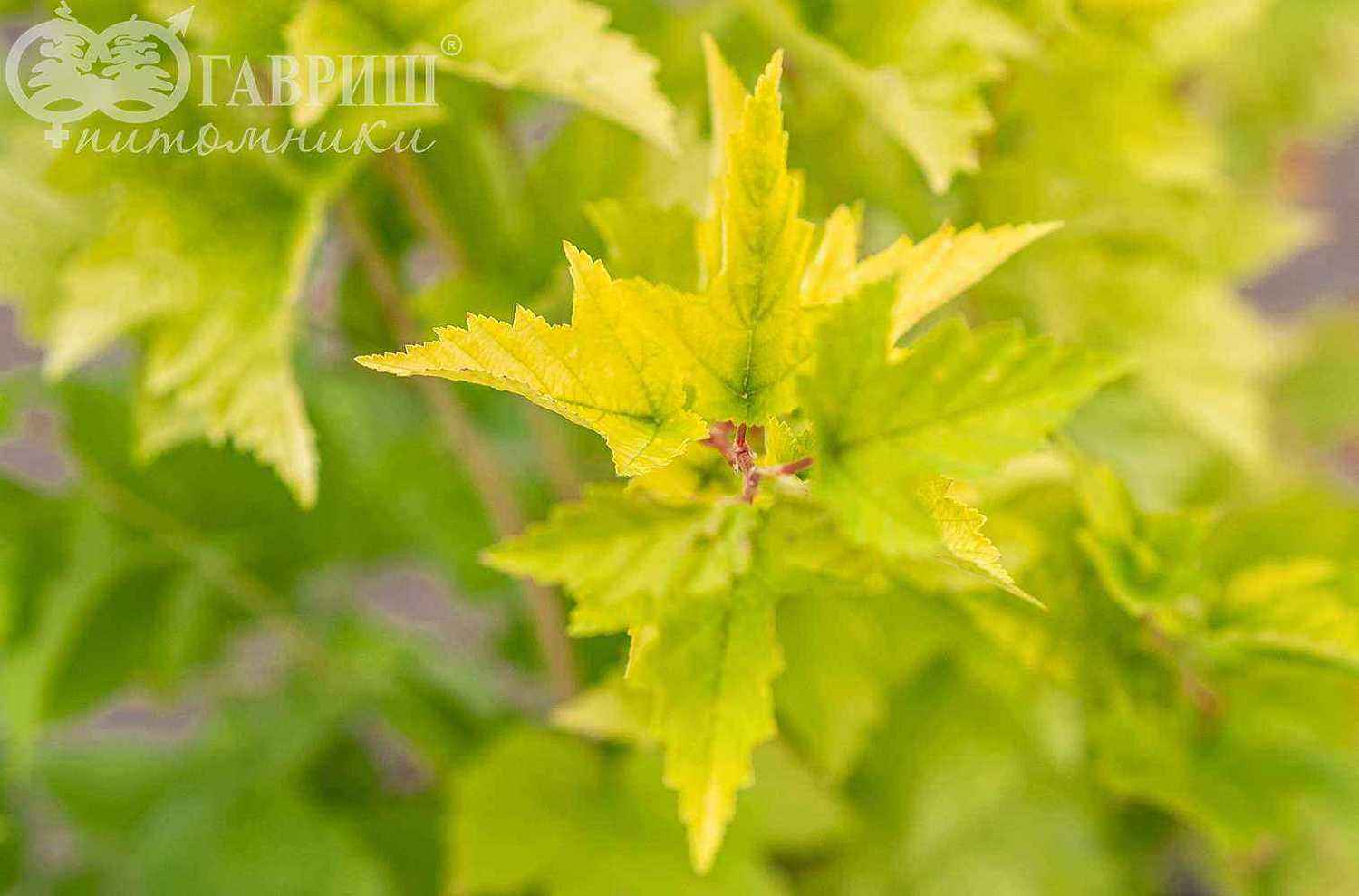 Пузыреплодник калинолистный Nugget