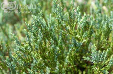 Купить можжевельник горизонтальный blue forest деревья и растения