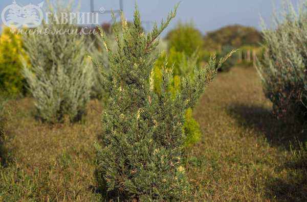 Купить можжевельник казацкий variegata деревья и растения