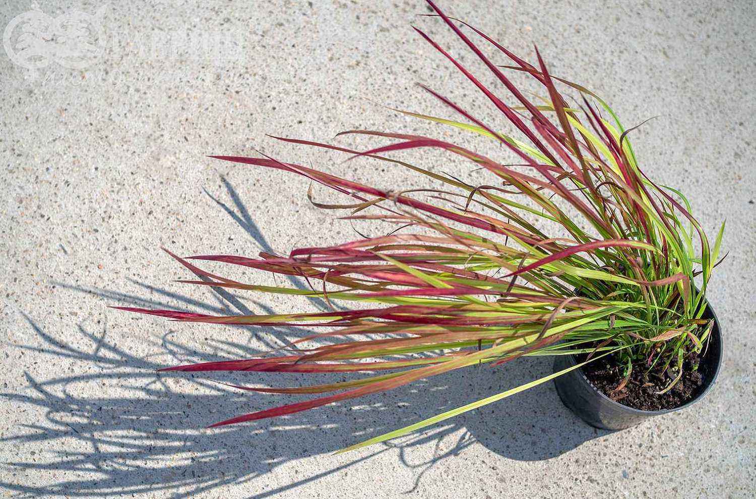 Императа цилиндрическая или аланг-аланг