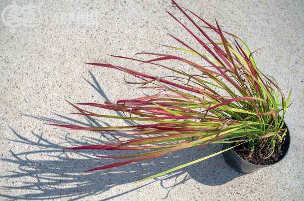 саженцы Императа цилиндрическая или аланг-аланг