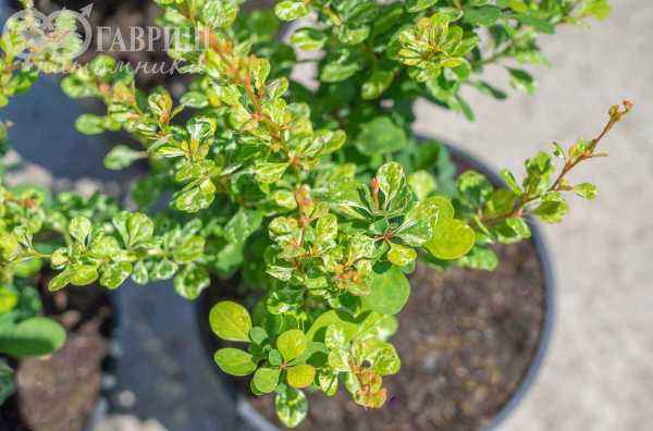 саженцы Барбарис Тунберга Kelleriis