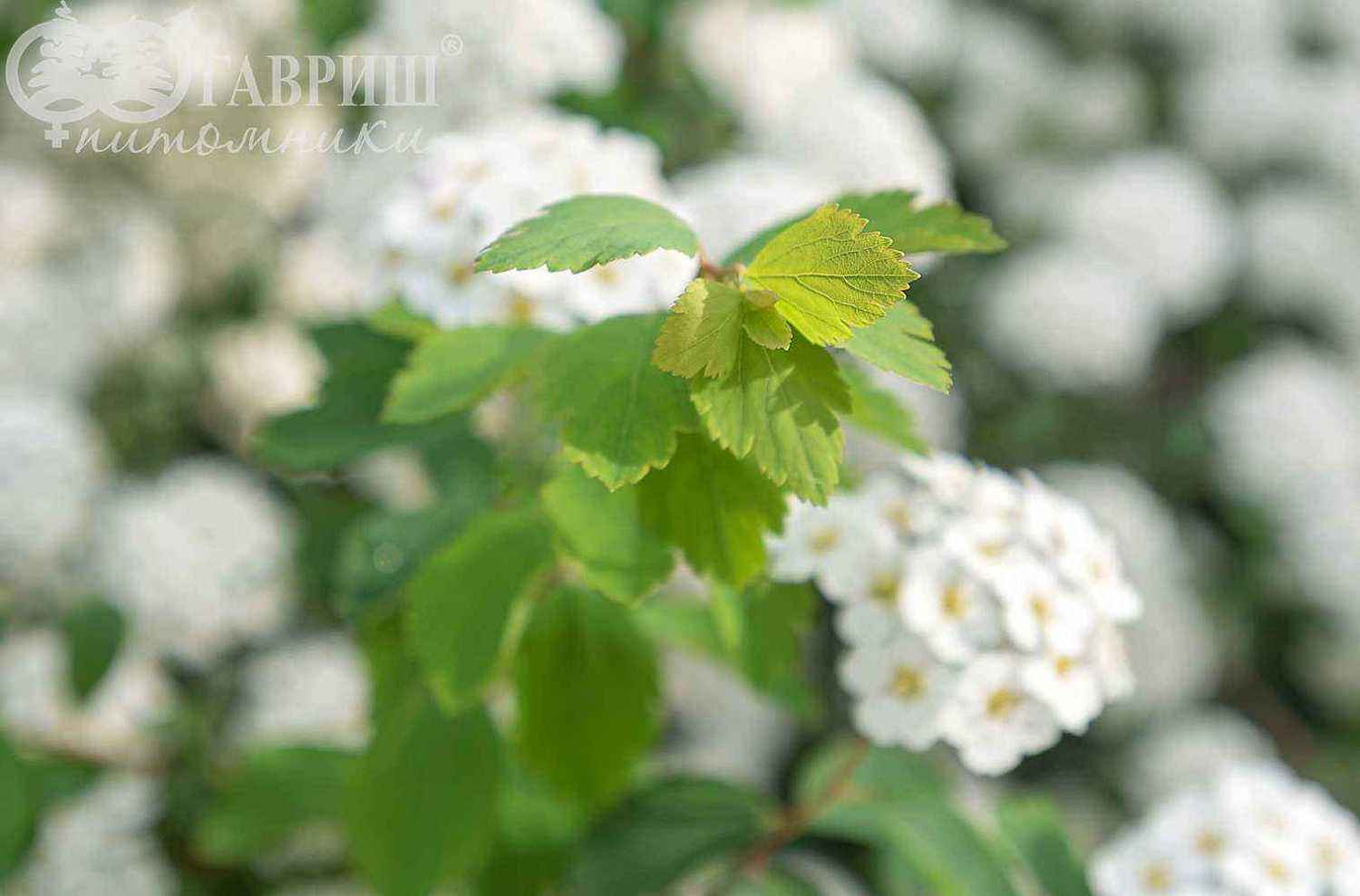 Спирея Vanhouttei