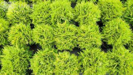 Купить туя западная mirjam деревья и растения