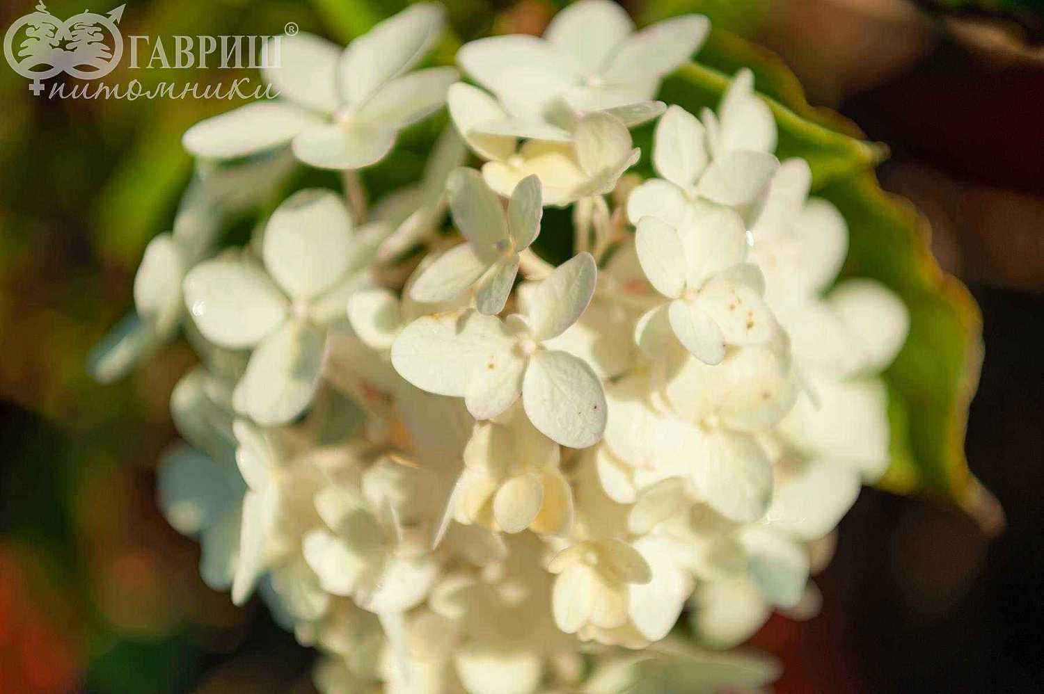 Гортензия метельчатая Phantom