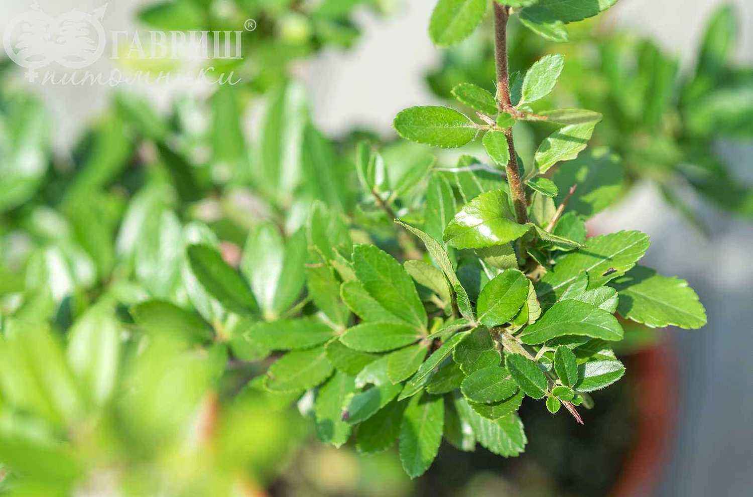 Пираканта Orange Glow