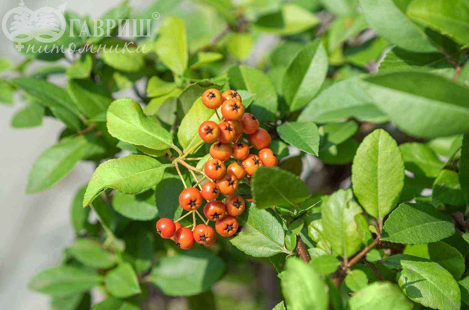 Пираканта Orange Glow