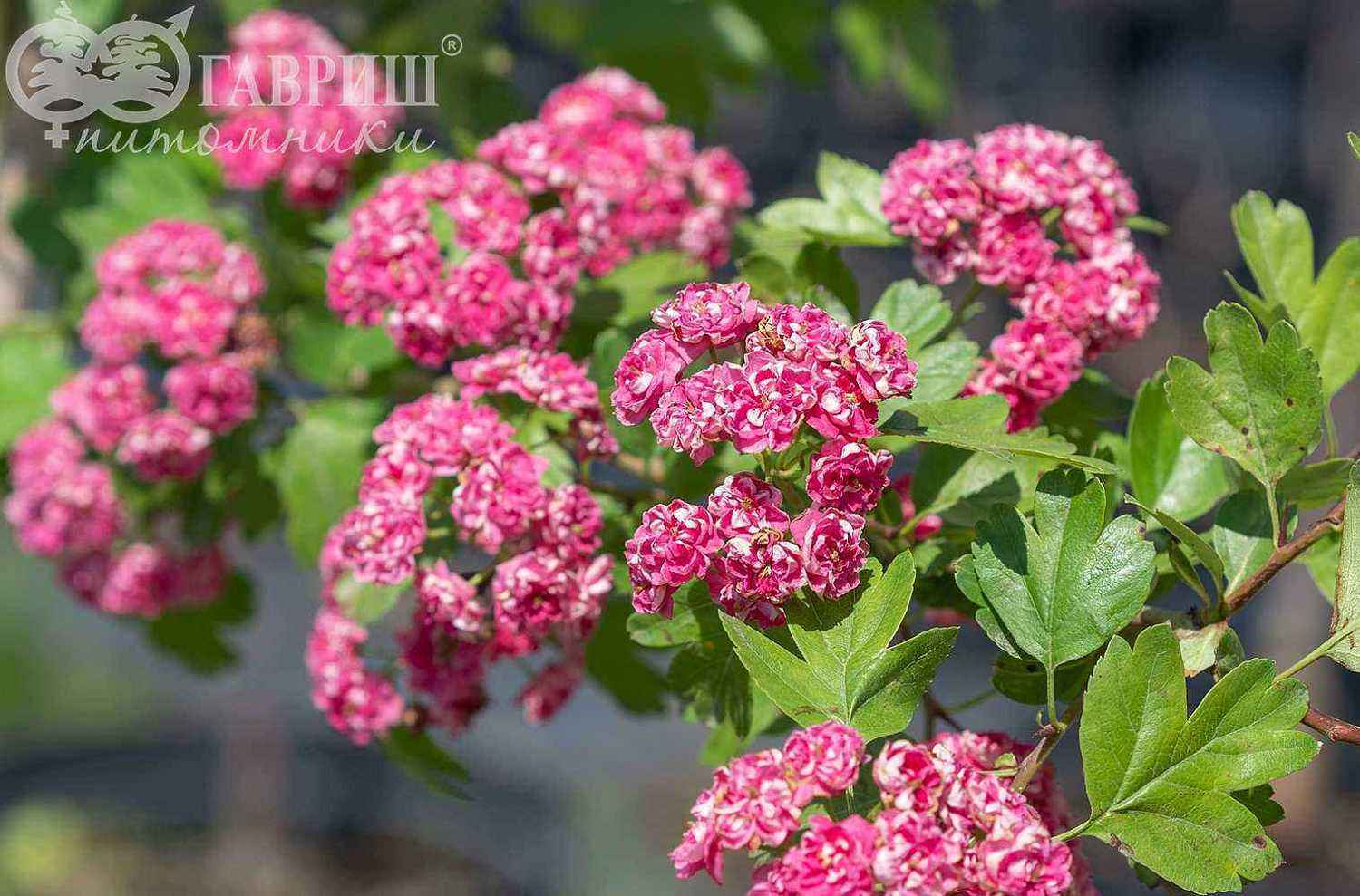 Боярышник обыкновенный (колючий) Paul's Scarlet