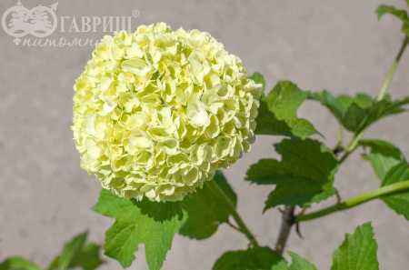 саженцы Калина обыкновенная Roseum