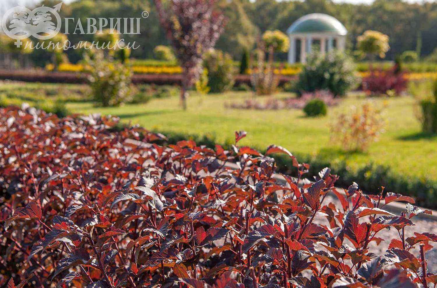 Пузыреплодник калинолистный Diabolo