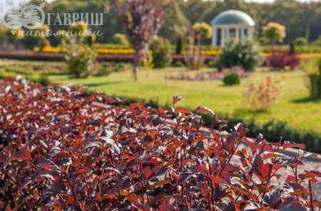 саженцы Пузыреплодник калинолистный Diabolo